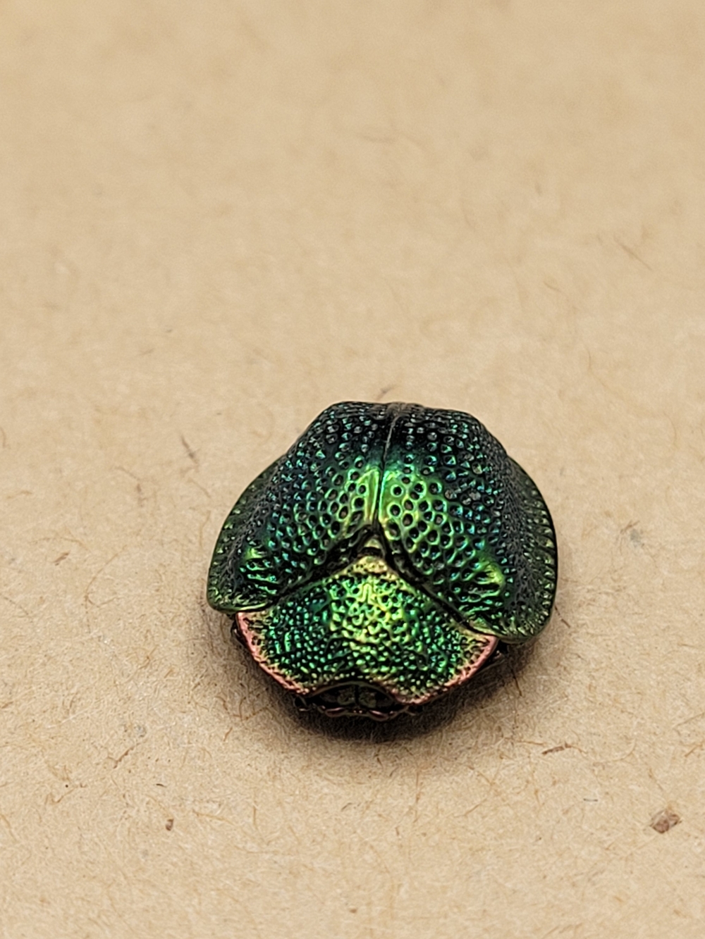 Genuine Egyptian Scarab